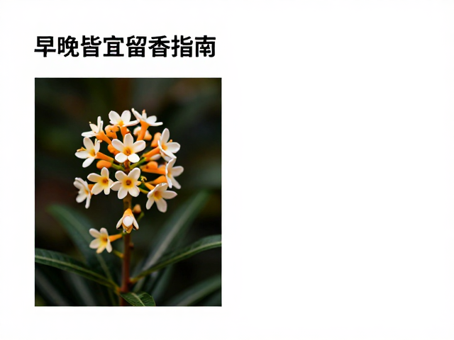 早晚场景下的留香表现差异
