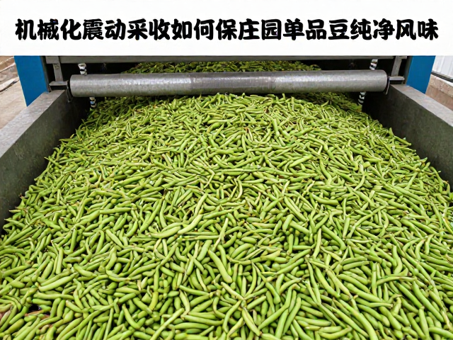 机械化采收中的杂质控制与筛选机制
