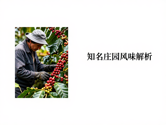 机械采摘对咖啡风味特征的重塑影响