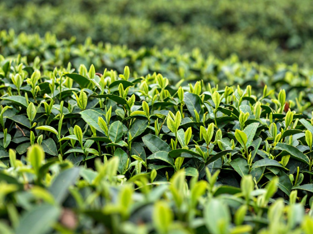分批采摘优化茶叶内含物质