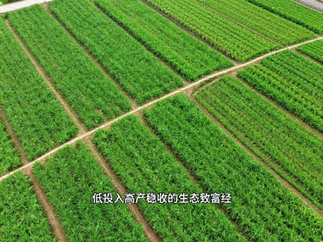 低投入下的生态管理与成本控制策略