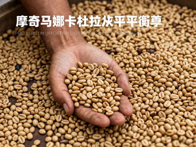 精准采摘与生豆处理对平衡度的决定性影响
