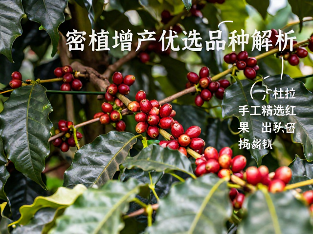 密植栽培下的增产逻辑与田间管理