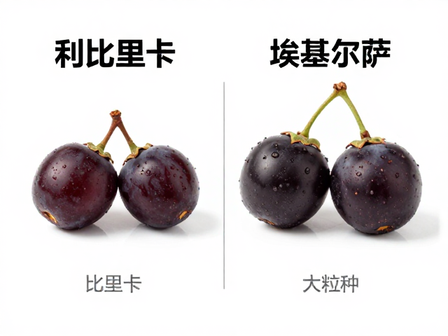 风味化学基础与感官表现