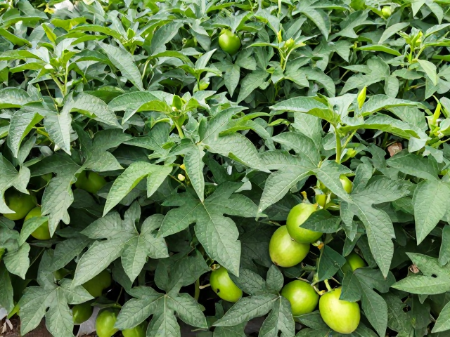 青果混入的预防与田间管理规范