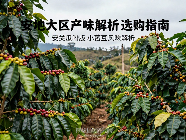 危地马拉单品咖啡,安提瓜大区产区豆风味解析与选购指南