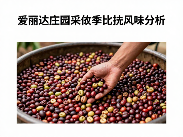半水洗处理法的核心逻辑与爱丽达庄园的实践