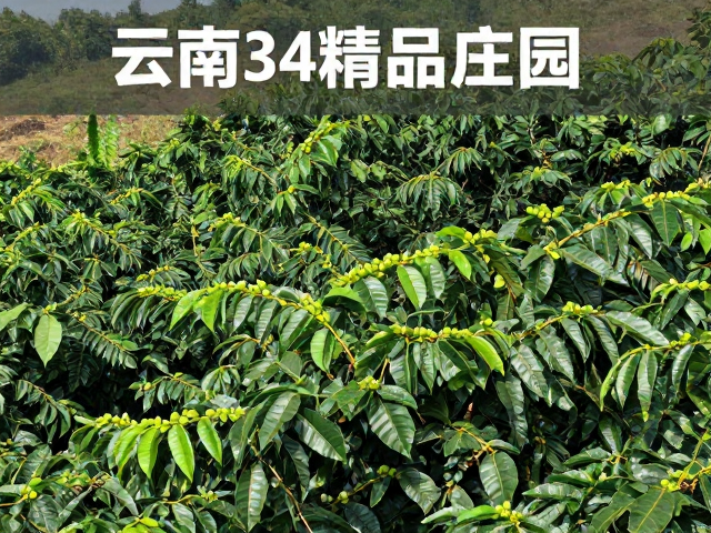 云南SL34品种与精品庄园的地理渊源