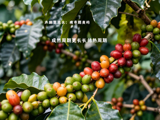 越南海岛产区,成熟周期更长的优质咖啡与热带水果种植解析