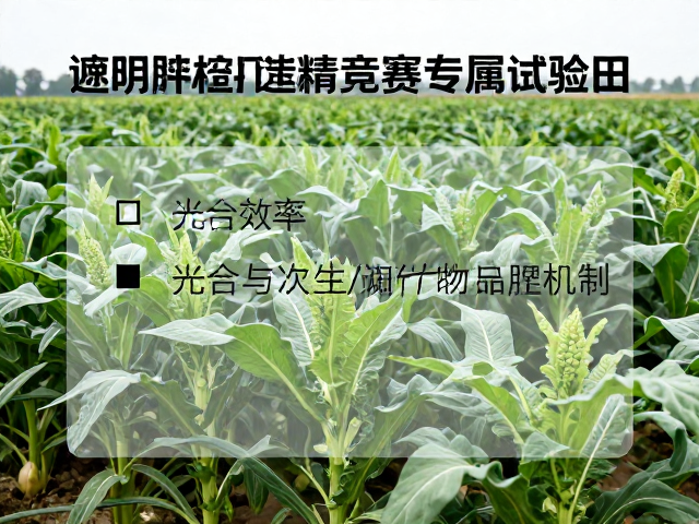 半遮阴种植打造精品竞赛专属试验田，提升产地品牌价值