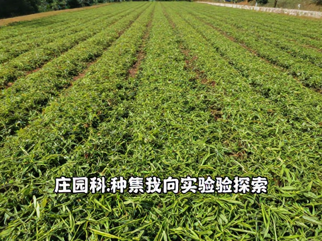 实验性处理对咖啡风味版图的拓展
