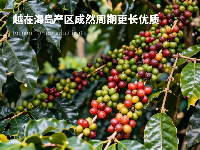 采摘标准与后处理工艺的风味导向