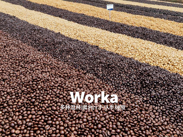 多品种混种背后的风味逻辑与清洁感构建