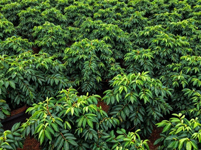 从田间到杯中的品质管控