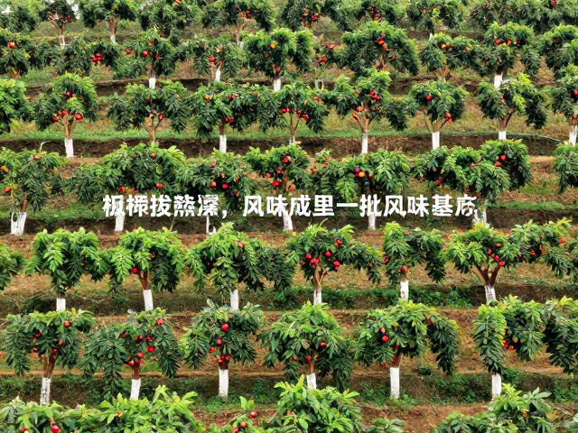 海拔梯度决定风味基底