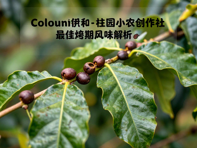 中深烘焙下的香气演变与口感结构