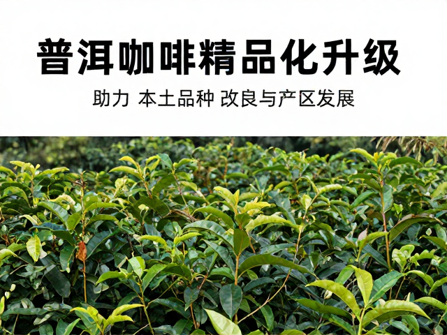 本土品种改良对产区产业链的驱动效应