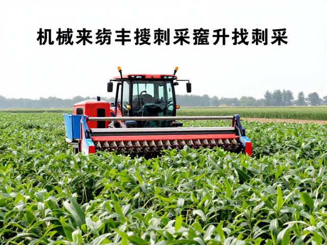 机械化震动采收与整枝剥采，按海拔成熟期采摘提升品质