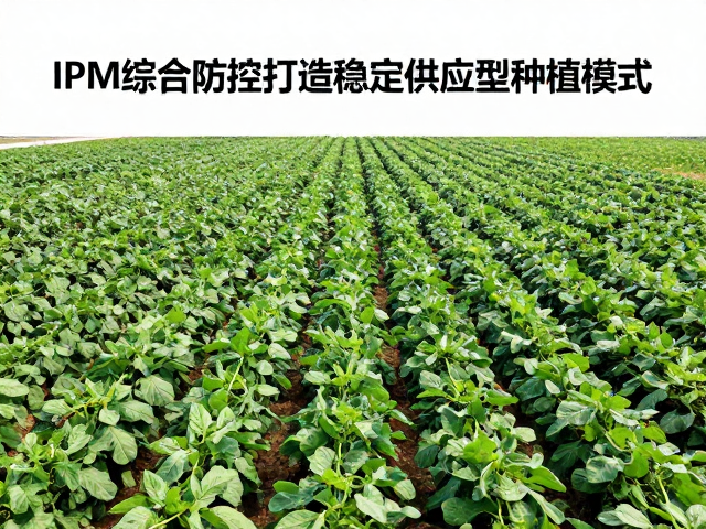 标准化连片庄园种植，IPM综合防控打造稳定供应型种植模式