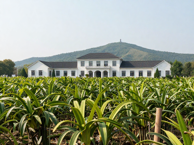 历史沿革与建筑风貌