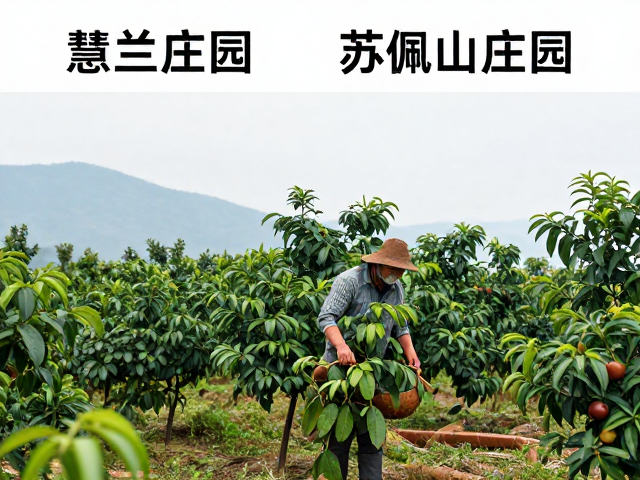 核心产区差异：面积规模与地理禀赋