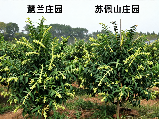 选择性采摘：以质定量的农艺智慧