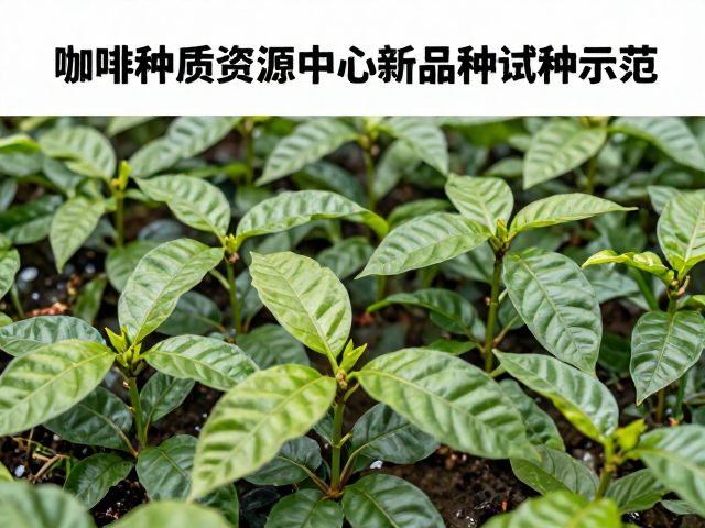 实生种苗繁育与推广