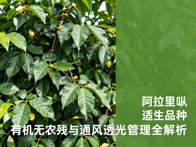通风透光管理的从属结构与从枝修剪