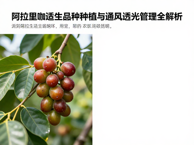 微气候调控与果实成熟期的精细化管理