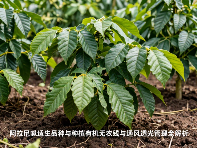 有机种植体系中的土壤与病虫害管理