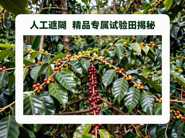 雨林联盟认证背后的生态逻辑与农业实践