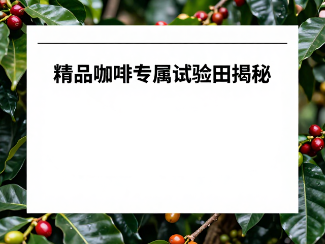 精品咖啡专属试验田的风味调控机制