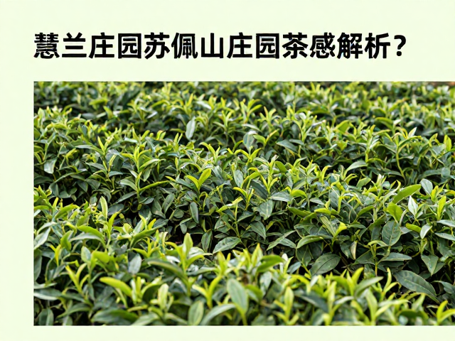 苏佩山庄园的茶青基础与地理风土特征