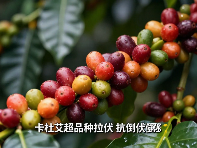 风味特征与感官表现