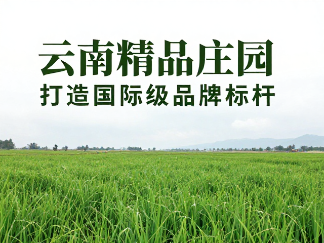 对标国际标准,塑造具有全球辨识度的品牌形象