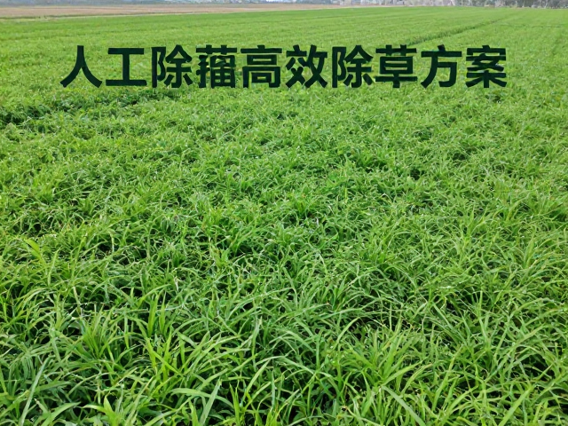 生物防治，覆盖保墒，人工除草，绿色种植高效除草方案