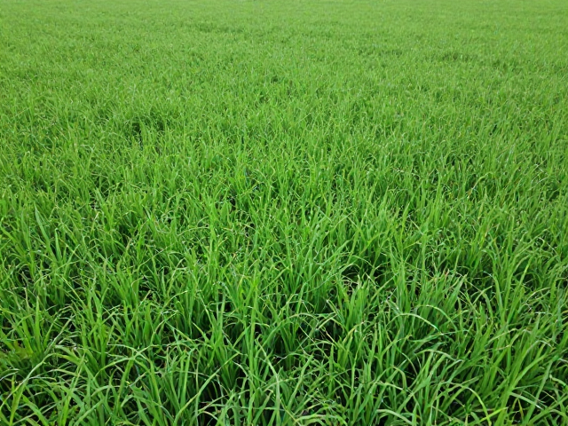 人工除草精准控制田间杂草