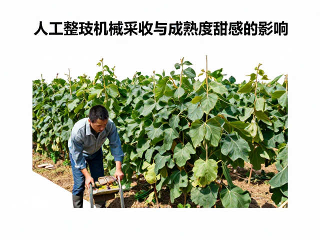 整枝与采收方式的交互效应分析