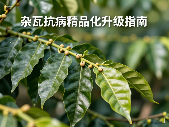产业化应用与可持续发展