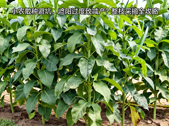 小农散种避坑，遮阴过度致减产？整枝采摘全攻略