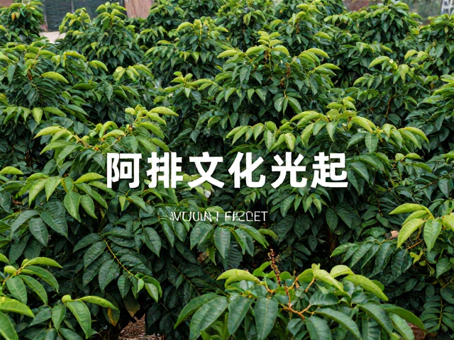 亚洲阿拉比卡产区的品质跃迁与市场重心的东移