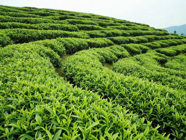 缓慢成熟过程对茶叶风味物质的累积效应