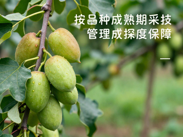 按成熟期精准采摘