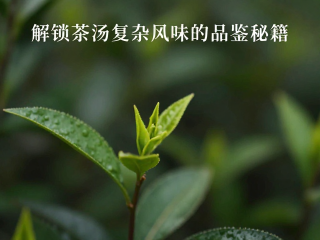 余韵追踪：时间维度下的风味演变