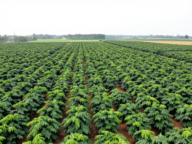 标准化连片庄园，咖啡经济林混种，水肥一体化种植技术详解
