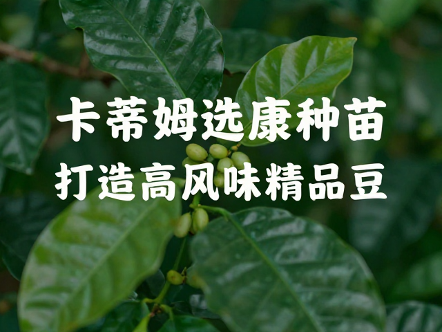 卡蒂姆咖啡选健康种苗，适配采后处理，打造高风味精品豆