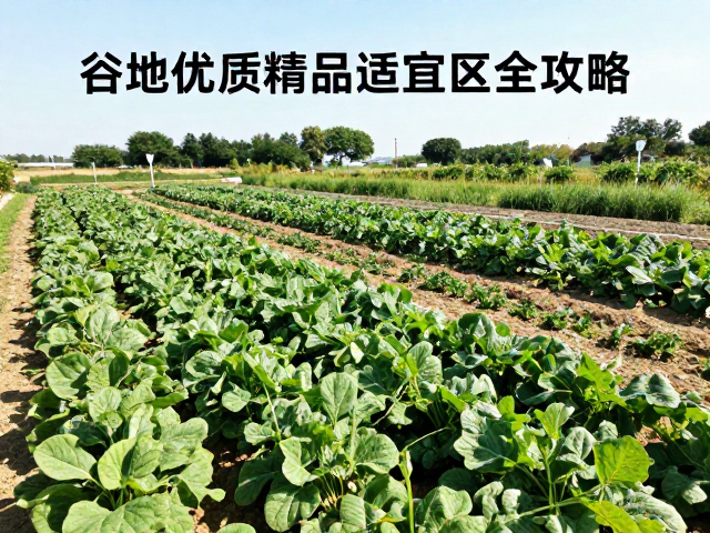 露天全日照种植，谷地优质精品适宜区全攻略