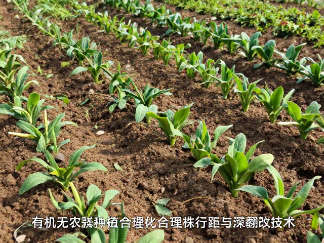 合理株行距的科学设定与通风透光机制