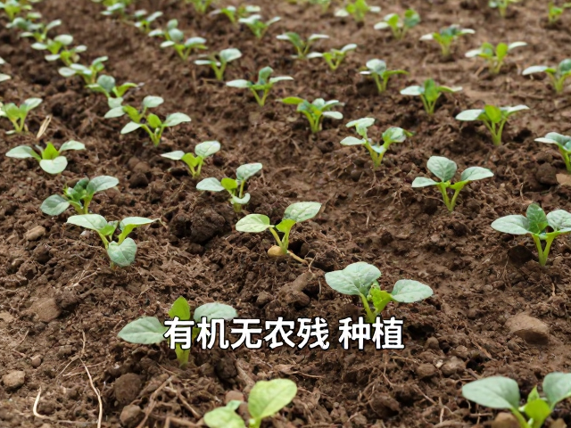 有机无农残种植,合理株行距与深翻改土技术详解