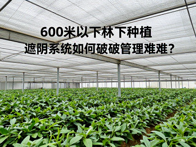 600米以下林下种植，遮阴系统如何破解管理难题？